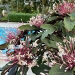 Clerodendrum quadriloculare ফুল