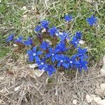 Gentiana sierrae Flower