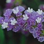 Limonium sinuatum Flower