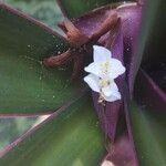 Tradescantia spathaceaBloem