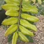 Dimocarpus longan Leaf