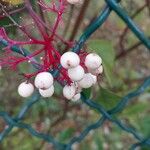 Cornus racemosa Frukt