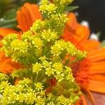 Solidago puberula Flor