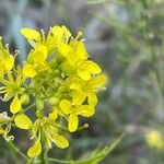 Erucastrum nasturtiifolium Flor