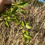 Ligustrum ovalifoliumLeaf