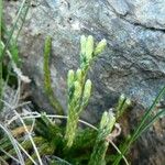 Diphasiastrum alpinum Natur