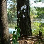 Adenophora liliifolia Elinympäristö