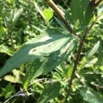 Eupatorium serotinum Deilen