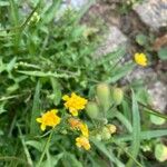 Crepis capillarisBlüte