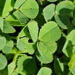 Trifolium nigrescens পাতা