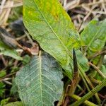 Rumex × acutus Leaf