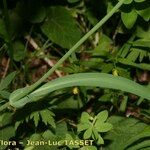 Bupleurum alpigenum 葉