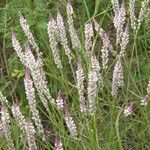 Polygala alba Pokrój