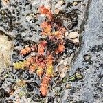 Crassula alata Flor