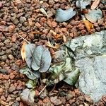 Berardia lanuginosa Leaf
