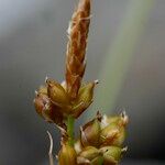 Carex liparocarpos Fruit