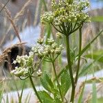 Ligusticum scothicum Kvet