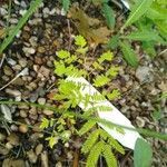 Mimosa quadrivalvis Leaf