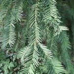 Torreya californica Folha