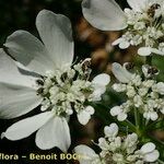 Orlaya grandiflora 花