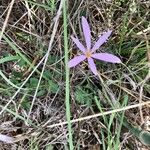 Colchicum filifolium 花