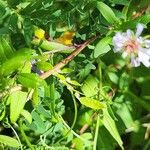 Symphyotrichum puniceum Rusca