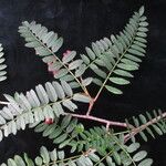 Sorbus himalaica Habitus