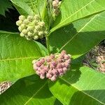 Asclepias syriacaFlower