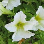 Petunia × atkinsiana Kukka