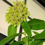 Asclepias viridis Leaf