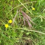 Bromus diandrus Flower