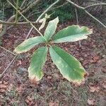 Aesculus californica Leaf