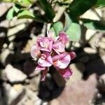 Trifolium amabile Blomma