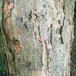 Acer triflorum Bark