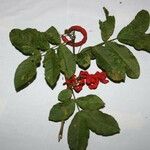 Cojoba rufescens Leaf