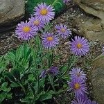 Aster alpinus Агульны выгляд