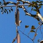 Oroxylum indicum Fruit