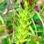 Echium stenosiphon