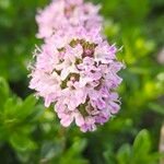 Thymus longicaulis 花