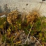 Carpobrotus acinaciformisപുഷ്പം