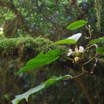 Begonia poculifera Natur