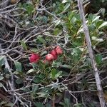 Syzygium ngoyense Fruto