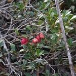 Syzygium ngoyense Plod