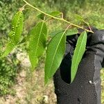 Salix amygdaloides Hoja