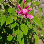Salvia involucrata Flor
