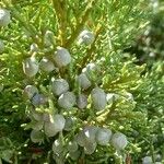 Juniperus osteosperma Fruto