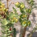 Euphorbia paralias Flor