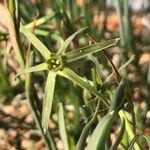 Narcissus viridiflorus 花