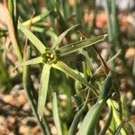 Narcissus viridiflorus Цвят