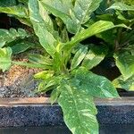 Philodendron bipennifolium Foglia